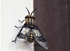 Chrysops callidus
