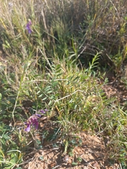 Vicia eriocarpa