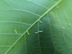 Caryomyia recurvata