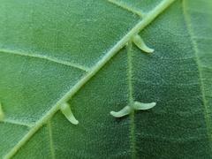 Caryomyia recurvata