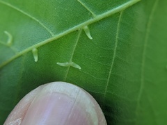 Caryomyia recurvata