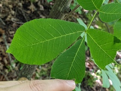 Caryomyia recurvata