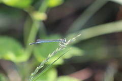 Platycnemis pennipes