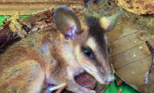 Common Brown Four-eyed Opossum