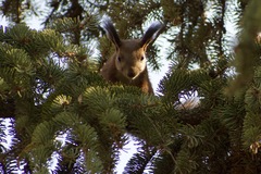 Sciurus vulgaris