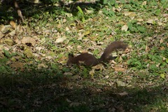Sciurus vulgaris