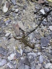 Pseudouroctonus brysoni