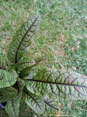 Rumex sanguineus