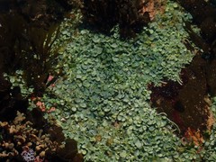 Caulerpa chemnitzia