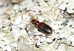 Dromius
