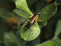 Tenthredo maculata