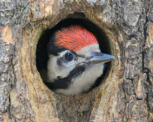 Syrian Woodpecker, photo 7 of 7