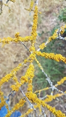 Xanthoria parietina