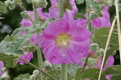 Alcea rosea