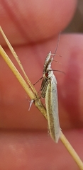 Pleurota aristella