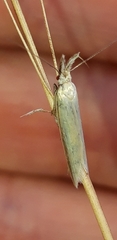 Pleurota aristella