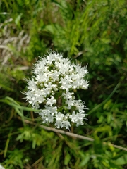 Valeriana uliginosa