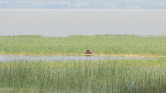 Hippopotamus amphibius