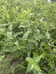 Eupatorium sessilifolium