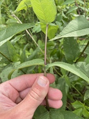 Eupatorium sessilifolium