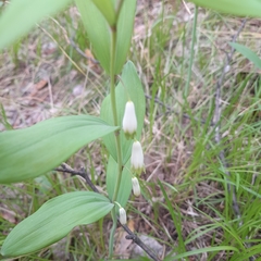 Polygonatum humile