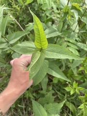 Eupatorium sessilifolium