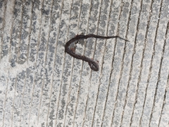 Hebius craspedogaster