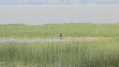 Hippopotamus amphibius