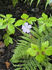 Geranium versicolor