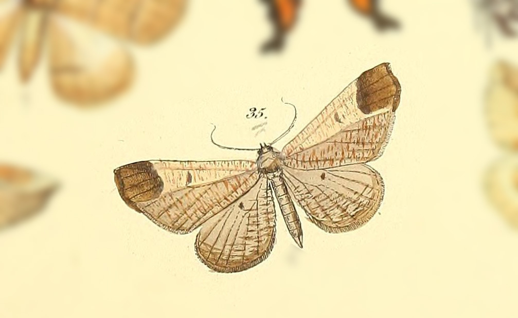Macrosoma bahiata
