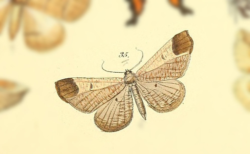 Macrosoma bahiata