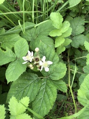 Rubus