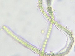 Microchaete
