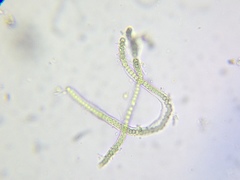 Microchaete