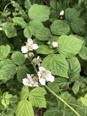 Rubus