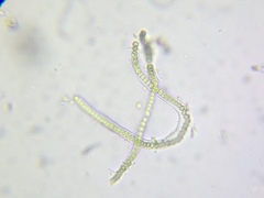 Microchaete