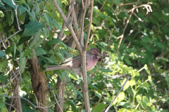 Carpodacus davidianus