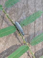 Epicauta floridensis