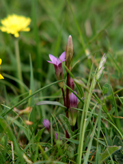 Gentianella anglica