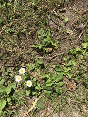 Bellis perennis
