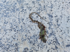 Takydromus septentrionalis