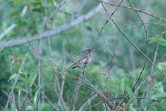 Carpodacus davidianus