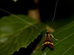 Nemophora degeerella