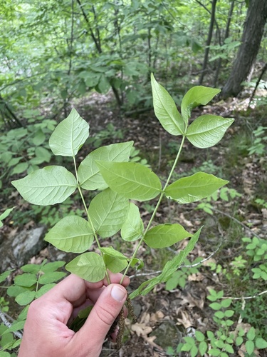 northern prickly ash