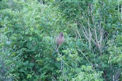 Carpodacus davidianus