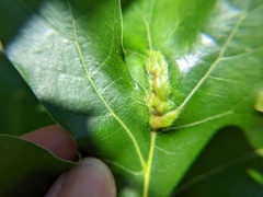 Callirhytis pigra
