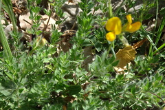 Lotus angustissimus