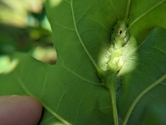 Callirhytis pigra
