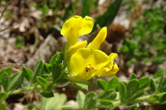 Chamaecytisus supinus