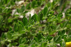 Chamaecytisus supinus